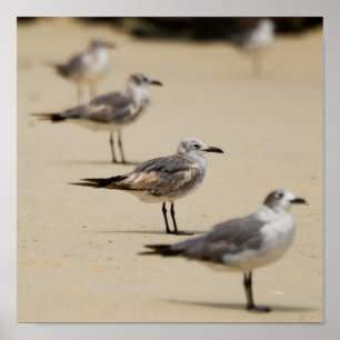 Poster Mouettes