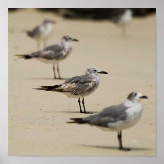Poster Mouettes (Devant)