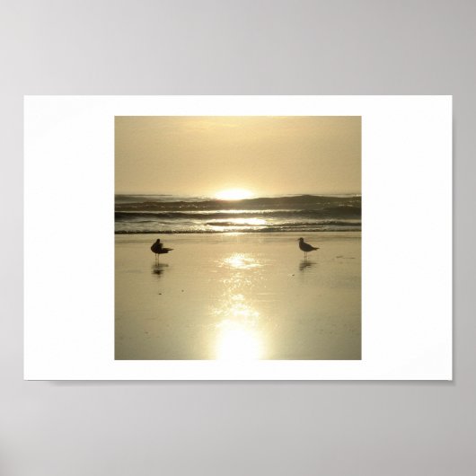 Poster Mouettes à Daytona (Devant)