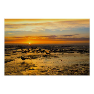 Poster Mouettes au coucher du soleil
