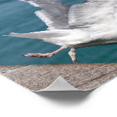 Poster Mouettes de hareng en vol (Coin)