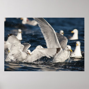 Poster Mouettes émergentes