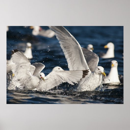 Poster Mouettes émergentes (Devant)