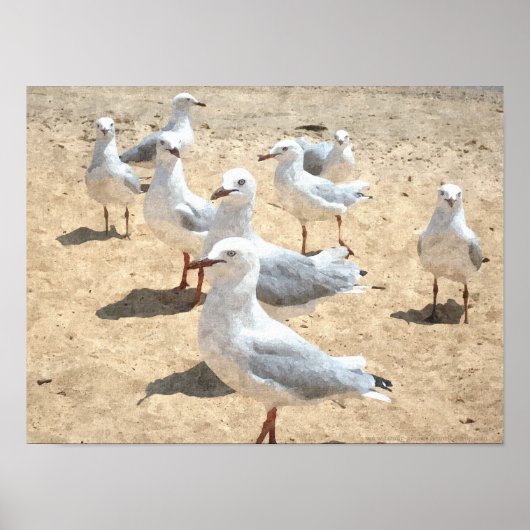 Poster Mouettes En Bord De Mer (Devant)