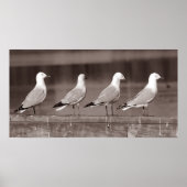 Poster Mouettes en rangs (Devant)