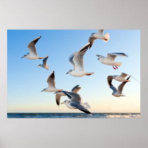 Poster Mouettes en vol