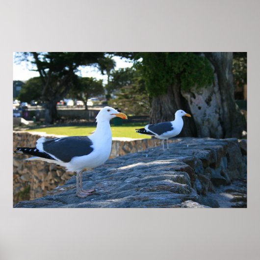 Poster Mouettes, Monterey (Devant)