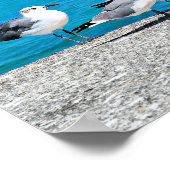 Poster Mouettes, plage de sable, Nassau, Bahamas (Coin)