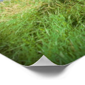Poster Mouettes rocheuses vierges dans un capot (Coin)
