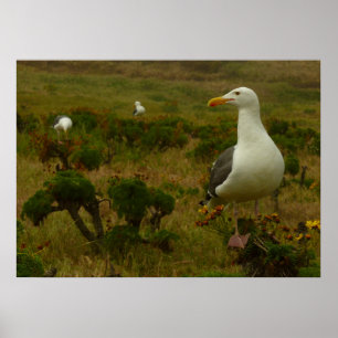 Poster Mouettes sur l'île d'Anacapa