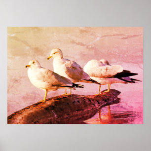 Poster Mouettes sur un journal
