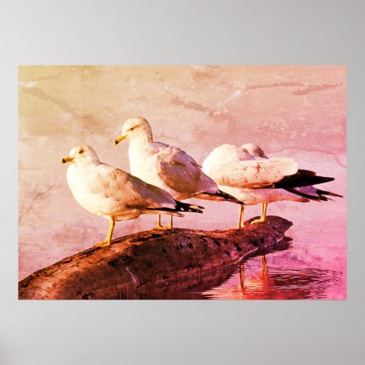 Poster Mouettes sur un journal (Devant)