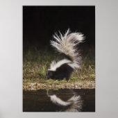 Poster Mouffette rayée, Mephitis mephitis (Devant)
