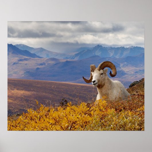 Poster mouflon de Dall, Ovis dalli, bélier (Devant)