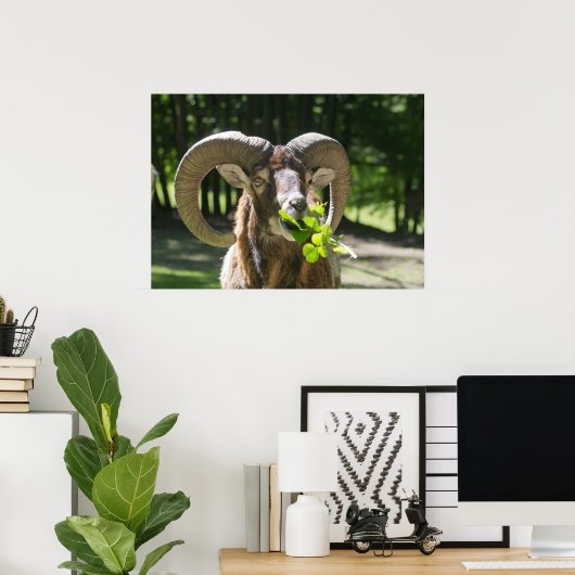Poster Mouflon Ram (Bureau à domicile)