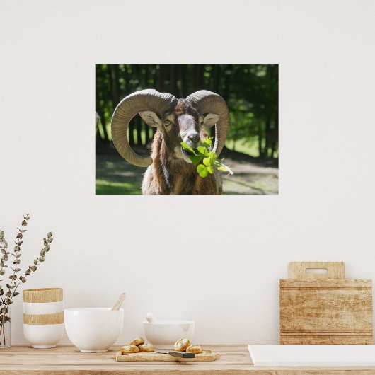 Poster Mouflon Ram (Cuisine)