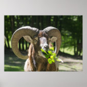 Poster Mouflon Ram (Devant)