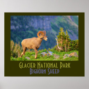 Poster Mouflons d'Amérique de parc national de glacier