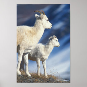 Poster mouflons de Dall, Ovis dalli, brebis et agneau