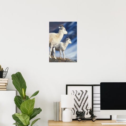 Poster mouflons, Ovis dalli, brebis et agneau (Bureau à domicile)