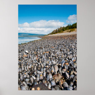 Poster Moules le long du rivage en Patagonie, Argentine