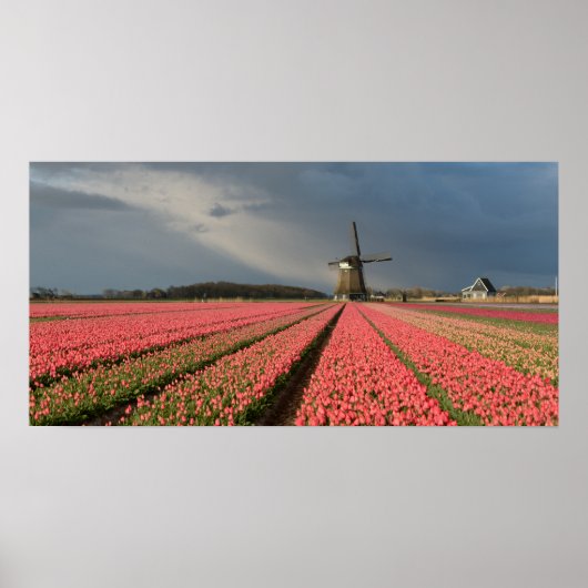 Poster Moulin à vent avec tulipes roses au printemps (Devant)