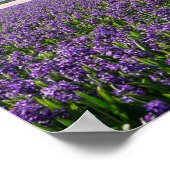 Poster Moulin à vent traditionnel et moderne en Hollande (Coin)