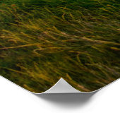 Poster Moulin à vin à la campagne en Hollande grand poste (Coin)