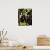 Poster Mountain Gorilla, adult with young (Cuisine)