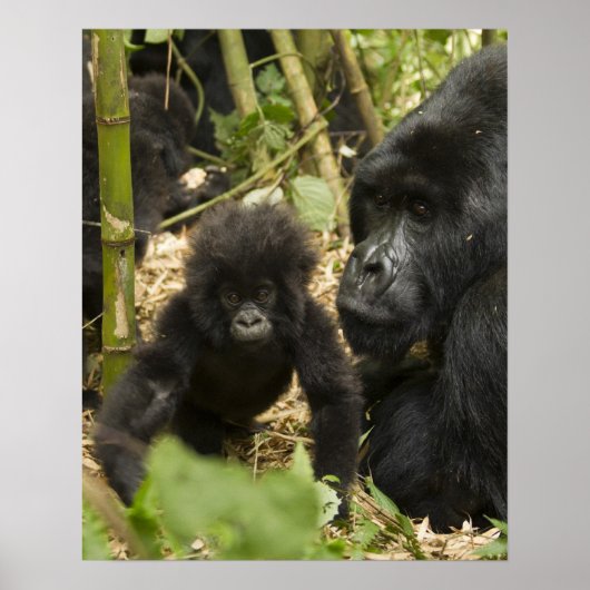 Poster Mountain Gorilla, adult with young (Devant)