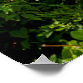 Poster Mountain Laurel (Coin)