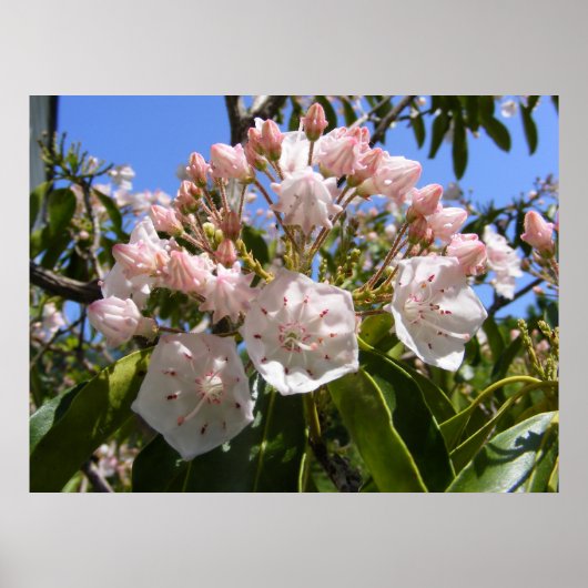 Poster Mountain Laurel 46 ~ imprimer (Devant)