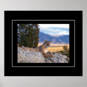 Poster-Mountain Lion Poster (Voorkant)