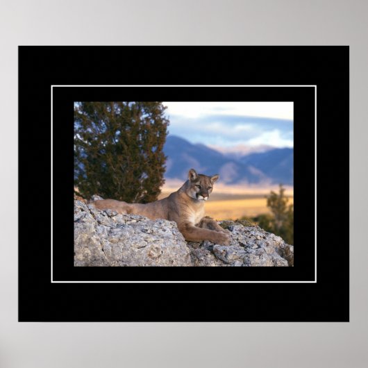Poster-Mountain Lion Poster (Voorkant)