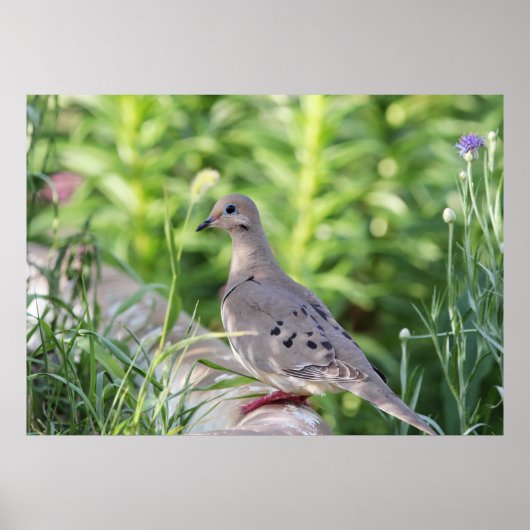 Poster Mourning Dove (Devant)