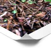 Poster Mousse verte veloutée (Coin)