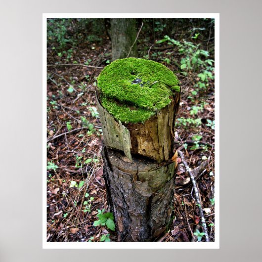 Poster Mousse verte veloutée (Devant)
