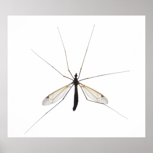 Poster Moustique (Devant)