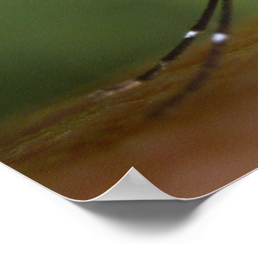 Poster Moustique tigre (Coin)