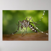 Poster Moustique tigre (Devant)