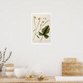 Poster Moutarde, assiette 446 de 'A Curious Herbal', publ (Cuisine)