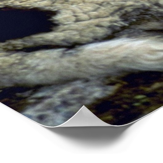 Poster Mouton (Coin)