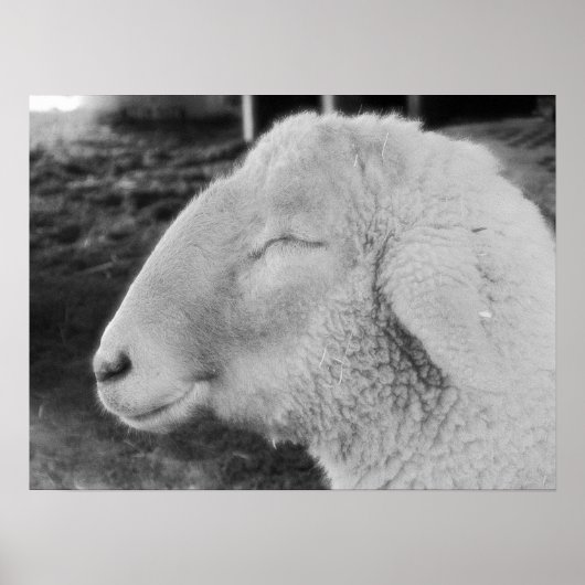 Poster Mouton (Devant)