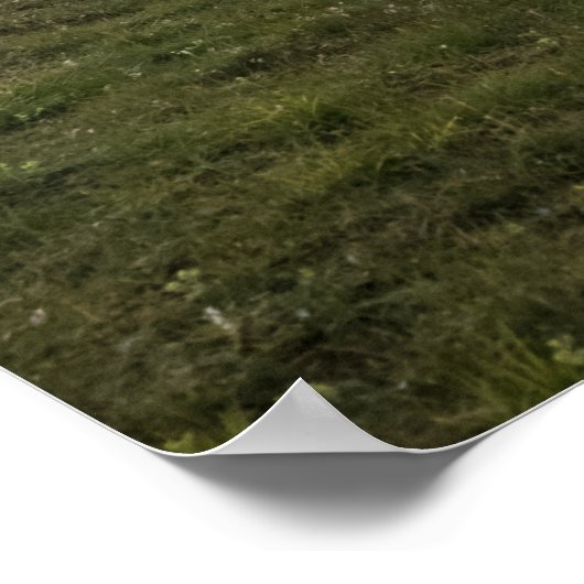 Poster Mouton (Coin)