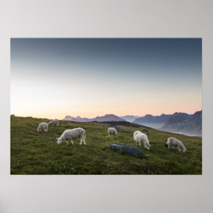 Poster Mouton
