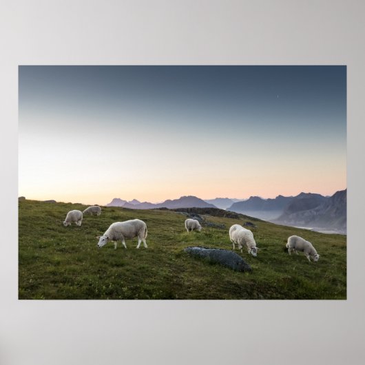 Poster Mouton (Devant)