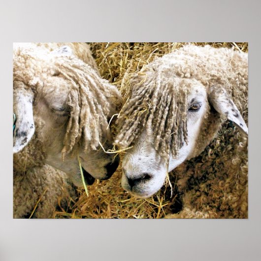 POSTER MOUTON (Devant)