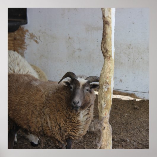 Poster Mouton (Devant)