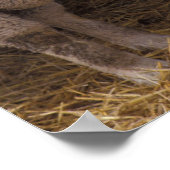 Poster Mouton (Coin)