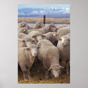 Poster Mouton